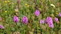 2025_05_05_074926_apulien-2025