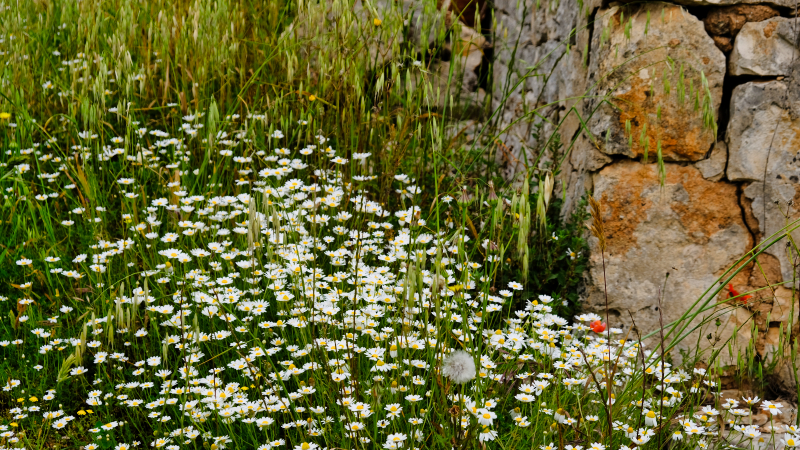 2025_05_08_085804_apulien-2025.jpg - Wanderung Casalini