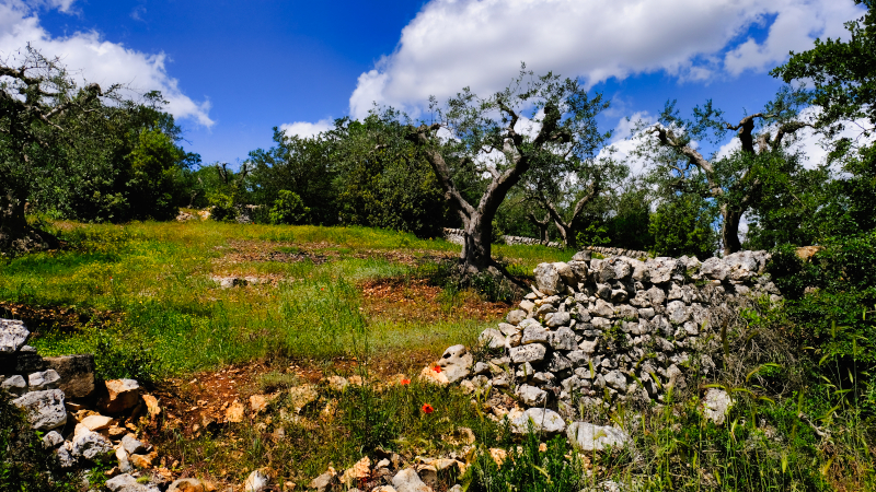 2025_05_17_100800_apulien-2025.jpg - Wanderung rund um Correga