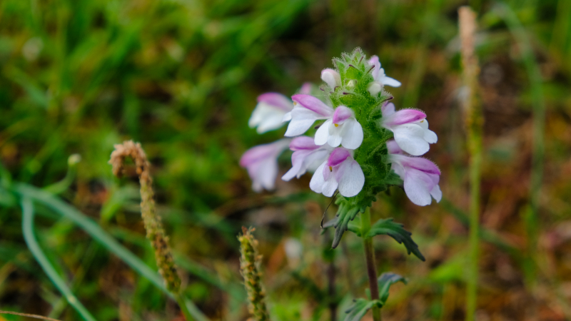 2025_05_05_100748_apulien-2025.jpg - Bunte Bellardie (Bellardia trixago)