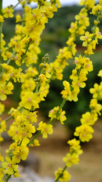 2025_05_08_082636_apulien-2025.jpg - Königskerze (Verbascum phlomoides)