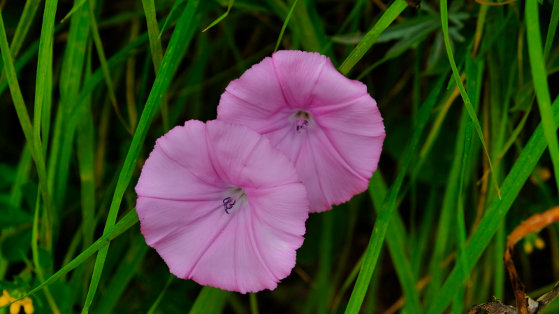 2025_05_08_082658_apulien-2025.jpg - Eibischblättrige Winde (Convolvulus althaeoides)