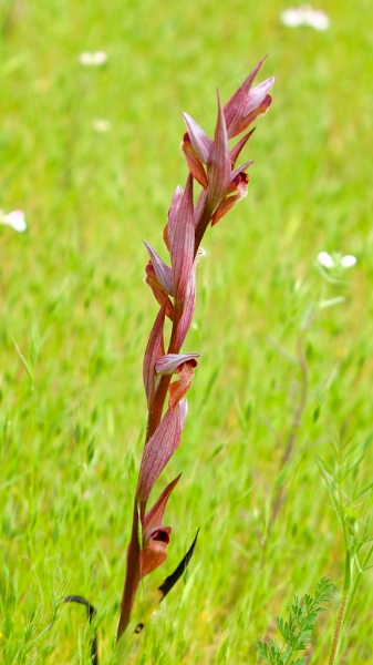 2025_05_08_094026_apulien-2025.jpg - Schlankwüchsiger Zungenstendel (Serapias bergonii)