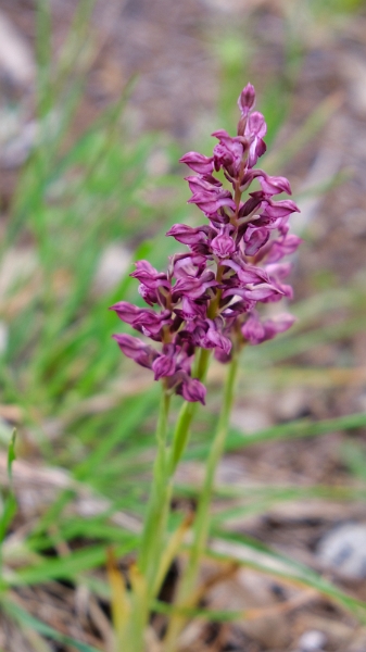 2025_05_08_120216_apulien-2025.jpg - Wanzen-Knabenkraut (Anacamptis coriophora)