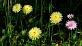 2025_05_05_075040_apulien-2025