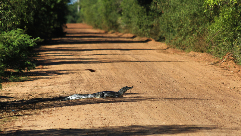 2015-02-08_08-35-53_argentinien-2015.jpg - Achtung Wildwechsel!