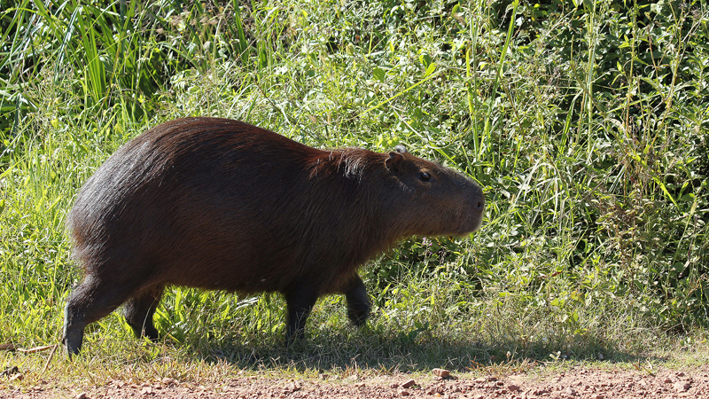 2015-02-08_09-15-03_argentinien-2015.jpg - Wasserschwein