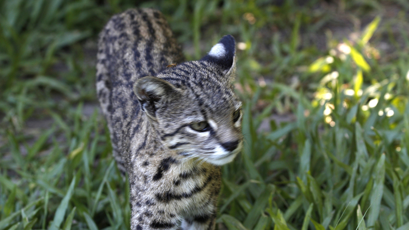 2015-02-08_09-20-16_argentinien-2015.jpg - Kleinfleckkatze (Leopardus geoffroyi) - vom Aussterben bedroht