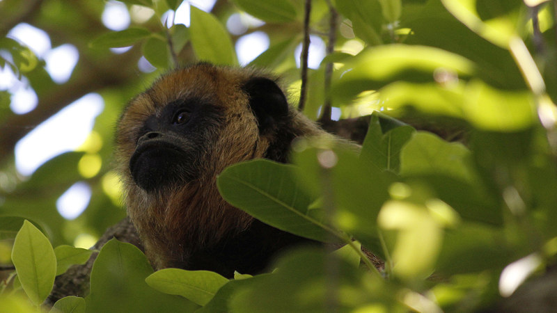 2015-02-08_09-50-33_argentinien-2015.jpg - Brllaffe (Alouatta)