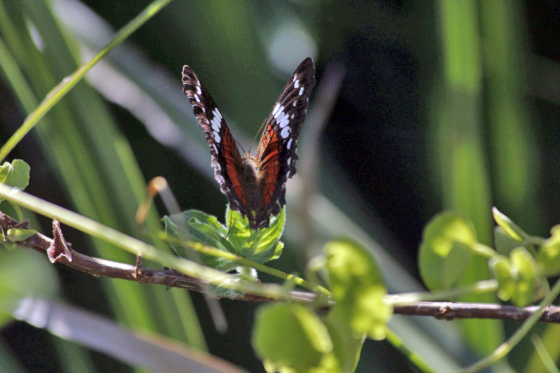 2015-02-08_10-05-06_argentinien-2015.jpg - In den Esteros del Iber gibt es viele Schmetterlinge