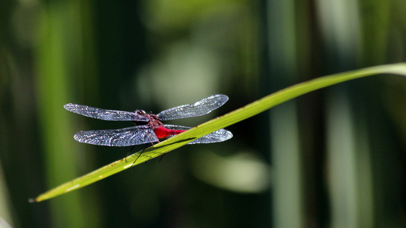 2015-02-08_10-13-06_argentinien-2015.jpg - Noch eine hbsche Libelle