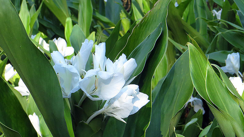 2015-02-09_17-05-35_argentinien-2015.jpg - Tropische Pflanze mit schnen weien Blten (Floriala Pilensis)