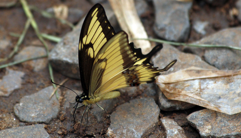 2015-02-11_12-47-08_argentinien-2015.jpg - Viele bunte Schmetterlinge (Monarch?)