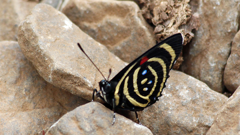 2015-02-11_13-41-50_argentinien-2015.jpg - Viele bunte Schmetterlinge (Diaethria?)