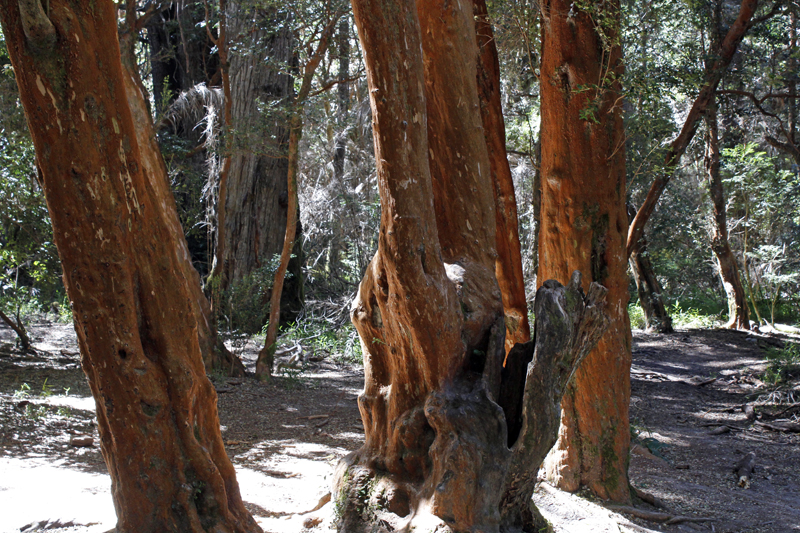 2015-02-13_12-08-55_argentinien-2015.jpg - Spaziergang am Huapisee durch einen Wald mit Sdbuchen, Myrthenbumen und Fuchsien