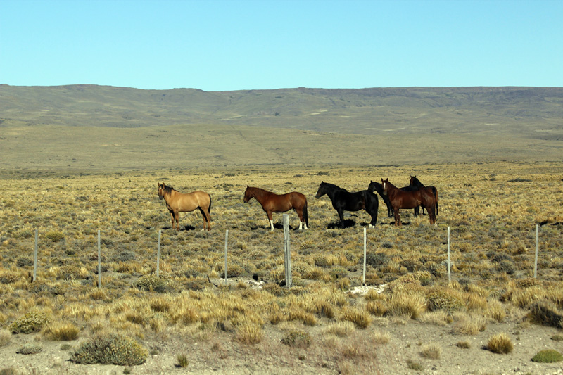 2015-02-16_09-03-33_argentinien-2015.jpg - Wo Pferde sind, knnen Gauchos nicht weit sein