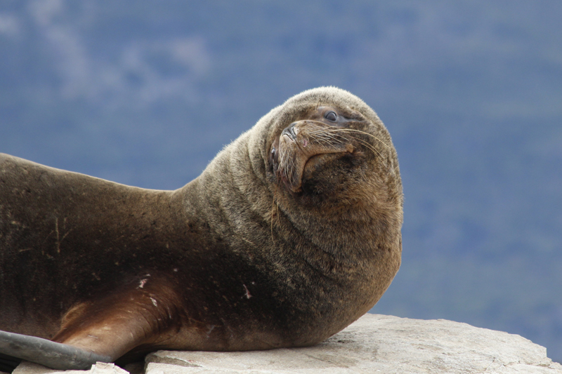 2015-02-22_15-47-02_argentinien-2015.jpg - Mhnenrobben (Otaria flavescens) - sdamerikanische Seelwen