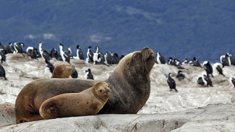 2015-02-22_15-47-20_argentinien-2015.jpg - Mhnenrobben (Otaria flavescens) - sdamerikanische Seelwen