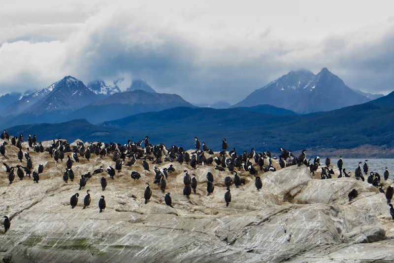 2015-02-22_15-52-00_argentinien-2015.jpg - Blauaugenscharben (Leucocarbo atriceps) - eine Gattung der Kormorane                               