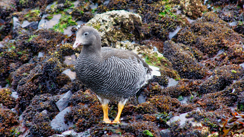 2015-02-22_15-58-30_argentinien-2015.jpg - Magellangans (Chloephaga picta) - Weibchen