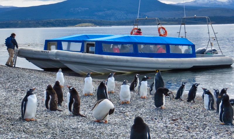 2015-02-24_11-10-41_argentinien-2015.jpg - Die Pinguine verabscheiden uns bestaunen die Zodiacs