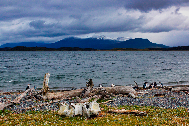 2015-02-24_11-32-19_argentinien-2015.jpg - Tierra del Fuego - wildes Feuerland