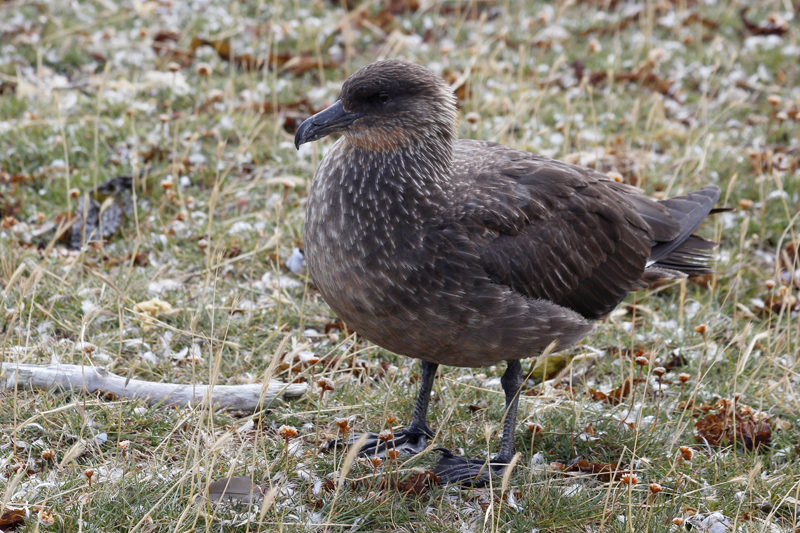 2015-02-24_11-56-05_argentinien-2015.jpg - Chileskua (Stercorarius chilensis), eien Raubmwenart