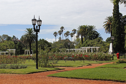 Rosengarten in Buenos Aires