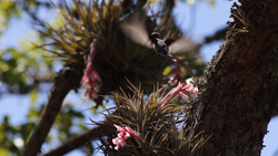 Kolibri und Bromelien