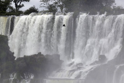 Geier und Iguazu