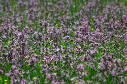Blumenwiese im Jura