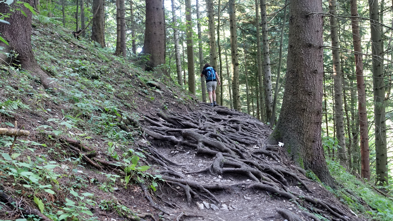 20200904_105238_malafatra_broumovsko_2020.jpg - Hangweg oberhalb der Dolne Diery