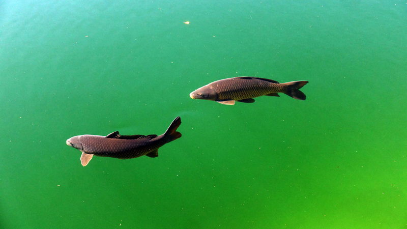 20200907_112536_malafatra_broumovsko_2020.jpg - Groe Fische im klaren Wasser des Sees Piskovna                               