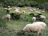 Schafe im Gebirge