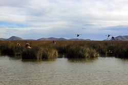 Lagune mit Flamingos