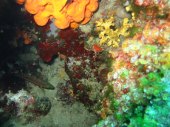 Korallen-das Mittelmeer kann auch bunt sein