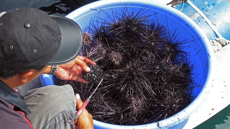 7-phu-quoc-09.jpg - Seeigel - Zubereitung f�r�s Essen