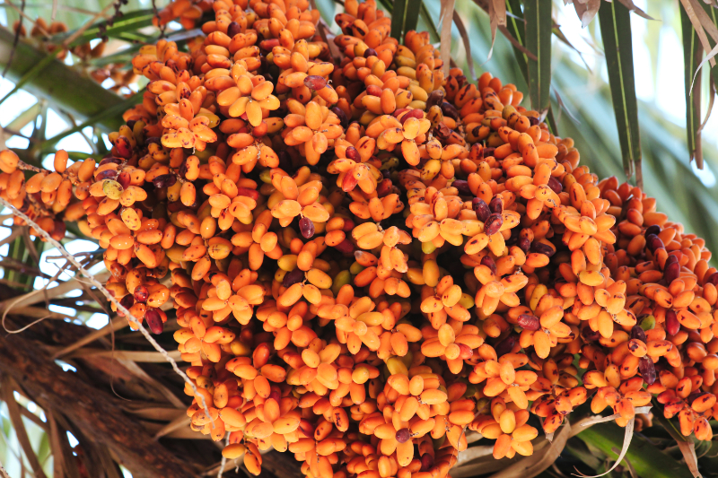 2021_10_18_124955_lanzarote-2021.jpg - Fruchtstand der Kanarischen Dattelpalme