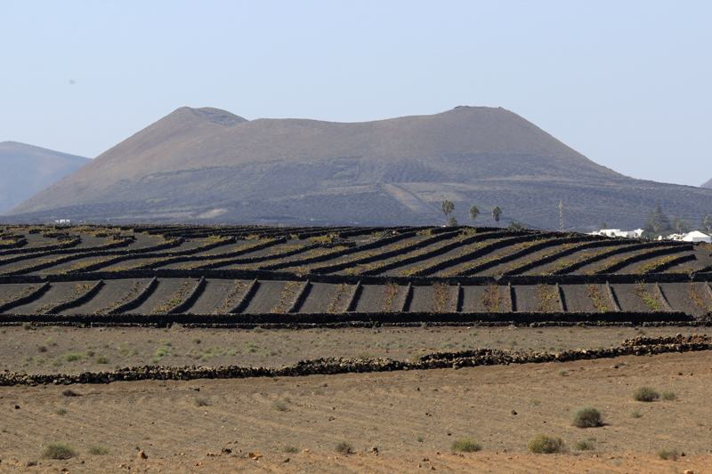 2021_10_18_132916_lanzarote-2021.jpg - Ausflug ins Weinanbaugebiet La Geria