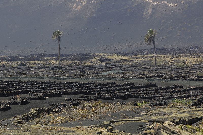 2021_10_18_133936_lanzarote-2021.jpg - Ausflug ins Weinanbaugebiet La Geria