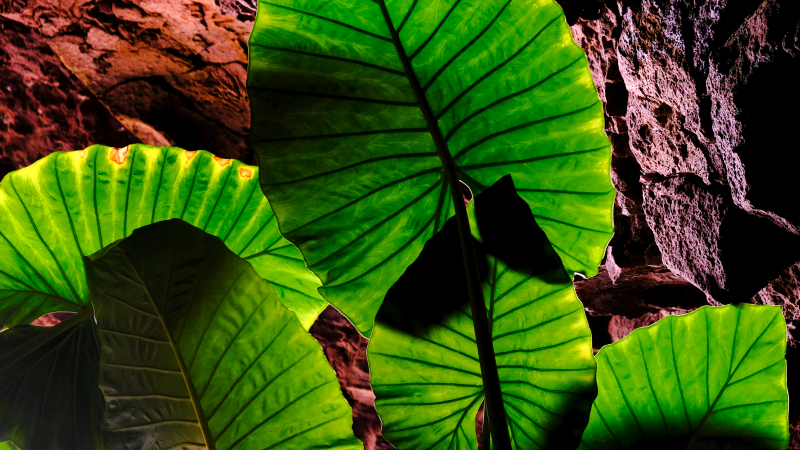 2021_10_19_155025_lanzarote-2021.jpg - Besuch der Cueva de Los Verdes - beeindruckende Lavah�hle